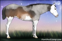 Horse Color:Buckskin Splash 