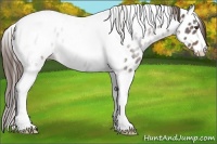 Horse Color:Liver Chestnut Tobiano Appaloosa 