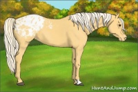 Horse Color:Palomino Appaloosa