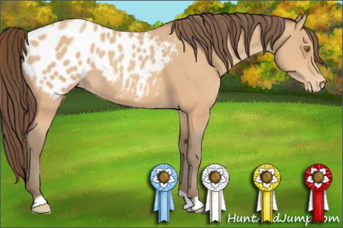 Horse Color:Amber Champagne Appaloosa 