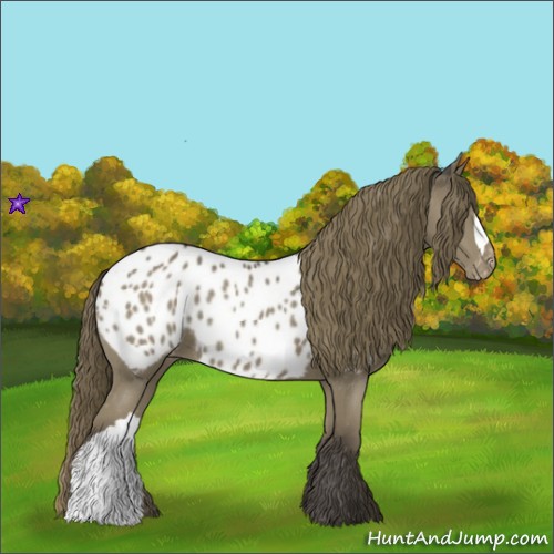 Horse Color:Smoky Black Blanket