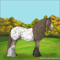 Horse Color:Smoky Black Appaloosa 