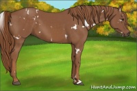 Horse Color:White Spotted Chestnut 