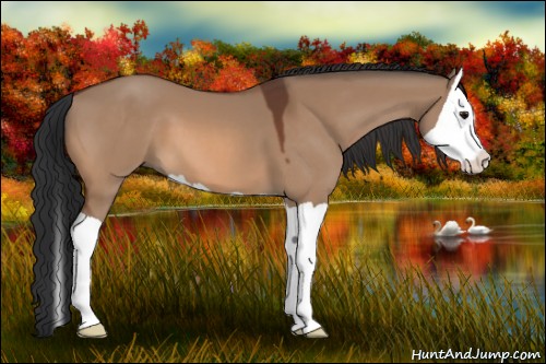 Horse Color:Bay Dun Splash 