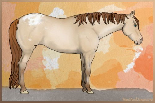 Horse Color:Gray Smoky Grullo Pearl Appaloosa