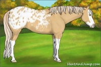 Horse Color:Palomino Dun Splash Appaloosa 