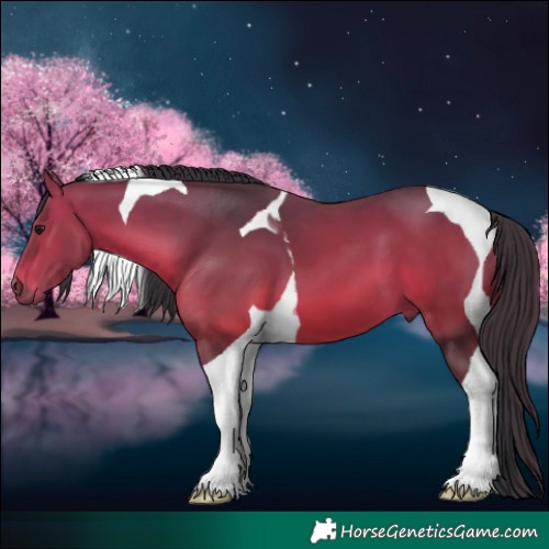 Horse Color:Bay Tobiano 