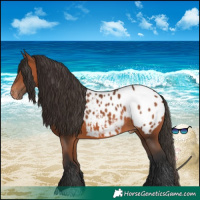 Horse Color:Bay Appaloosa 