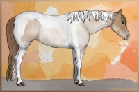 Horse Color:Black Pearl Sabino Tobiano Rabicano 