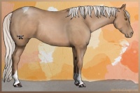 Horse Color:Silver Black Pearl Sabino Tobiano Rabicano 