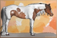 Horse Color:Brown Tobiano Varnish Rabicano 