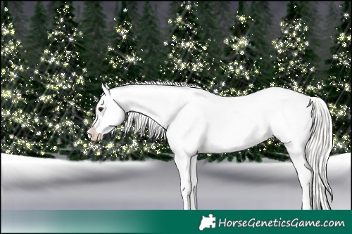 Horse Color:Silver Brown Appaloosa Rabicano 