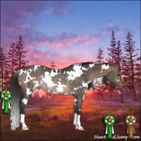 Horse Color:White Spotted Brown Dun Rabicano 