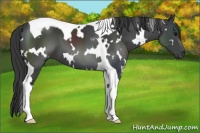 Horse Color:White Spotted Black Tobiano 