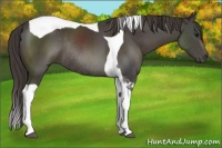 Horse Color:Smoky Black Sabino Tobiano Rabicano