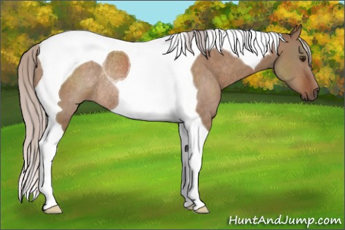Horse Color:Silver Bay Dun Tobiano Rabicano