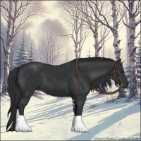 Horse Color:Black Sabino 