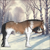 Horse Color:White Spotted Brown Dun 