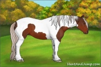 Horse Color:Silver Brown Tobiano 