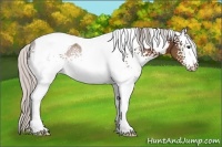 Horse Color:White Spotted Silver Brown Tobiano 