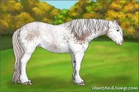 Horse Color:White Spotted Silver Brown