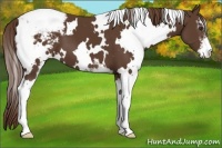 Horse Color:White Spotted Liver Chestnut Sabino Appaloosa