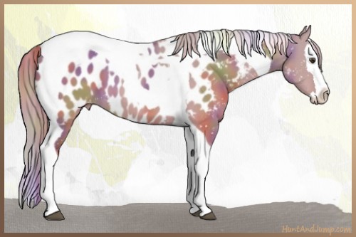 Horse Color:Nacre Red Dun Sabino Splash Tobiano Appaloosa 