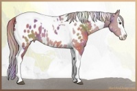 Horse Color:Nacre Red Dun Sabino Splash Tobiano Appaloosa 