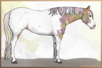 Horse Color:Nacre Red Dun Splash Tobiano Appaloosa 