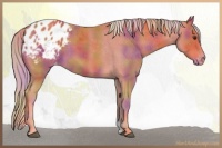 Horse Color:Nacre Palomino Snowflake Varnish 