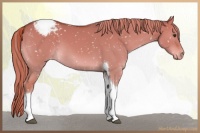 Horse Color:Red Dun Tobiano Snowflake Varnish