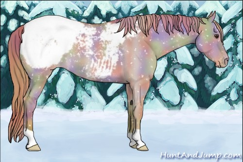 Horse Color:Nacre Red Dun Snowcap 