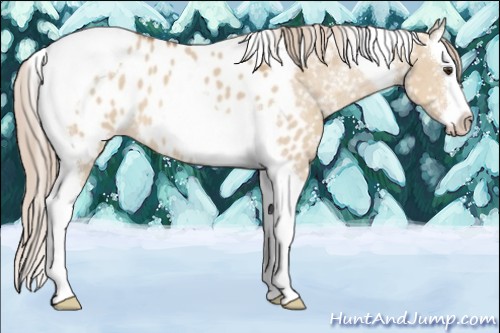 Horse Color:Red Dun Splash Tobiano Appaloosa 