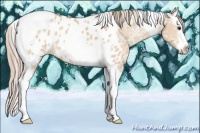 Horse Color:Red Dun Splash Tobiano Appaloosa 