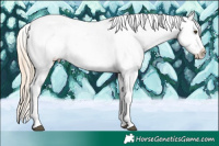 Horse Color:Palomino Dun Sabino Tobiano Snowflake Varnish