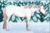 Horse Color:Palomino Splash Tobiano Appaloosa 