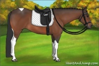 Horse Color:Bay Tobiano 