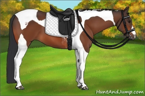 Horse Color:Bay Tobiano 