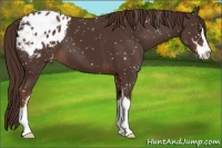 Horse Color:Liver Chestnut Sabino Appaloosa 
