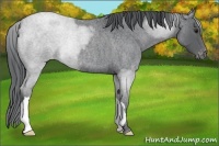 Horse Color:Blue Chinchilla Roan Appaloosa 