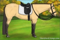 Horse Color:Buckskin 