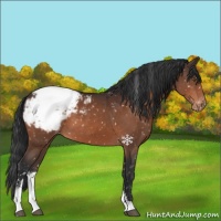 Horse Color:Brown Sabino Appaloosa 
