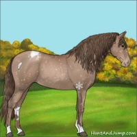Horse Color:Black Pearl Appaloosa 