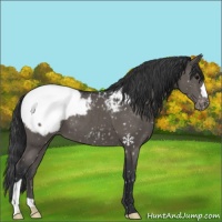 Horse Color:Black Appaloosa