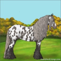 Horse Color:Silver Black Appaloosa 