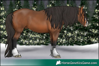 Horse Color:Bay 