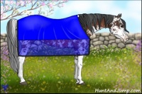 Horse Color:Bay Sabino 