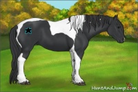 Horse Color:Black Tobiano 