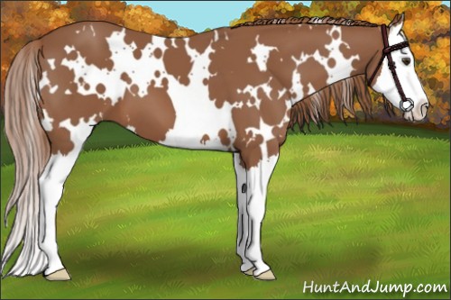Horse Color:White Spotted Chestnut Splash