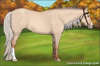 Horse Color:Silver Amber Champagne Dun 